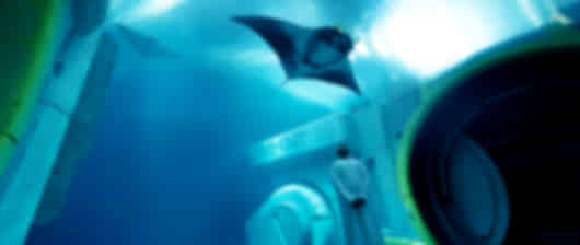 Enchanting Abu Dhabi Trip with Yas Island Sea World & Warner Bros